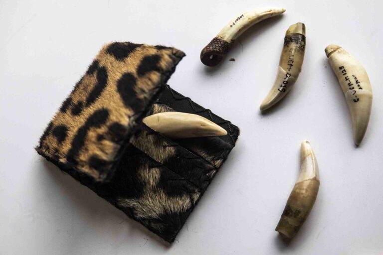Perú 4a - artesanías hechas con partes de jaguar en Iquitos - Foto Max Cabello