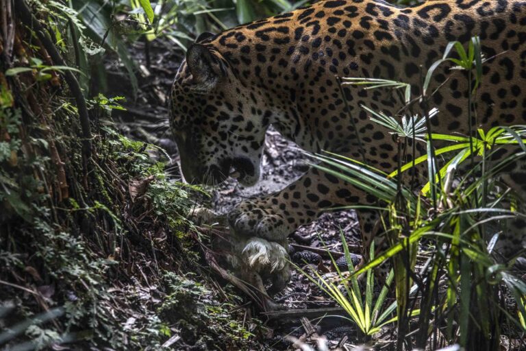 Perú 5 - Oritia es el nombre de esta jaguar en Pilpintuwasi - Foto Max Cabello
