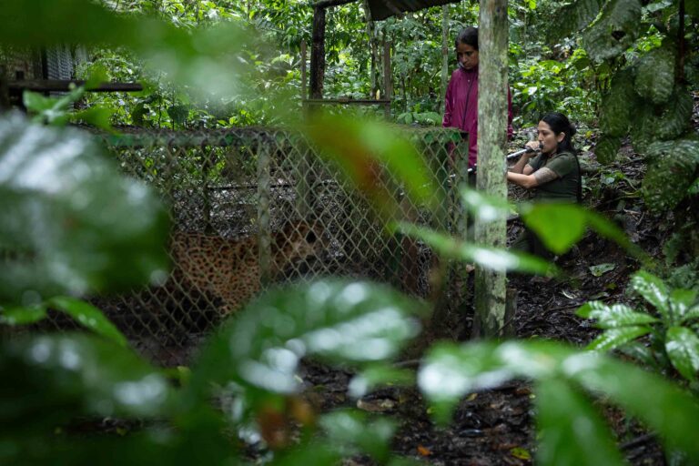 Perú 6 - médica veterinaria Priscila Peralta - ONG Panthera - Pilpintuwasi - Prince - Foto Marlon del Águila
