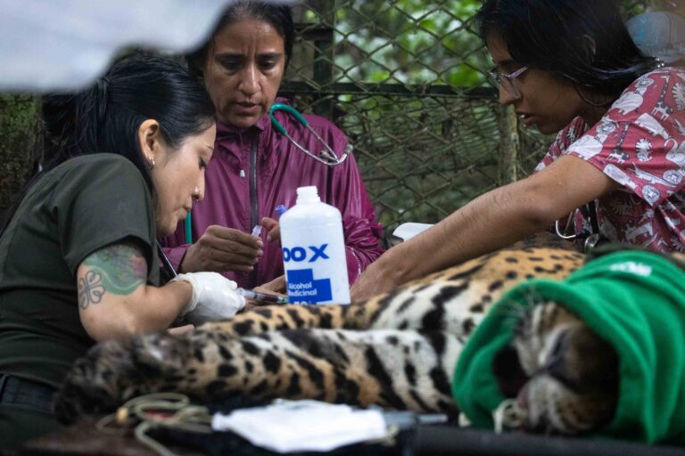 Perú 7 - médica veterinaria Priscila Peralta - Prince - Foto Marlon del Águila