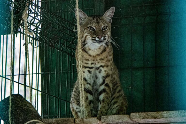 México 1 Mitsuo lince rojo intentaron quitar colmillos para mascota - Foto Lizeth Ovando