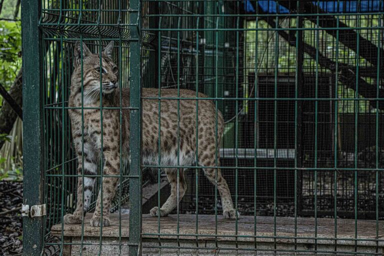 México 5 - Mitsuo se deja inyectar y revisar por veterinaria Alondra - Foto Lizeth Ovando