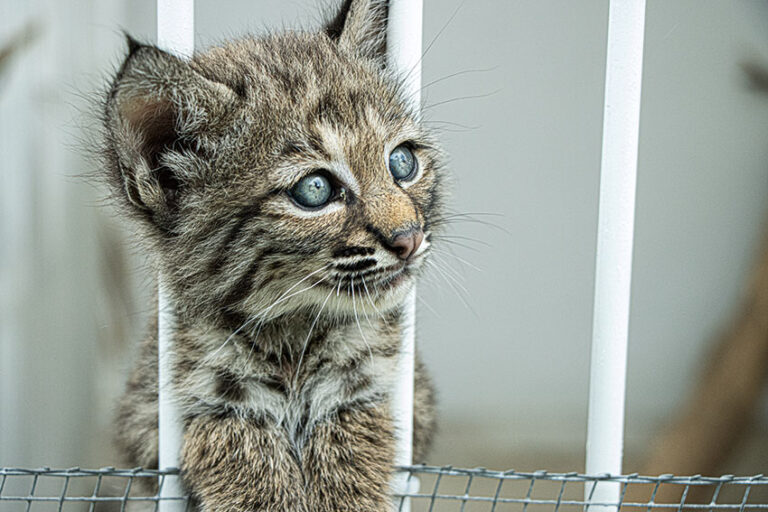 México 7 - linces bebés son alimentados con biberón - Foto Lizeth Ovando