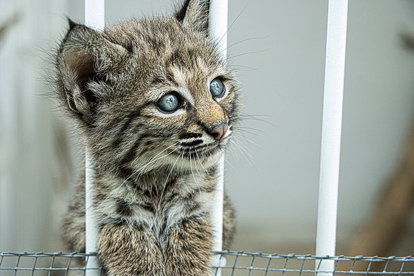 México 7 - linces bebés son alimentados con biberón - Foto Lizeth Ovando