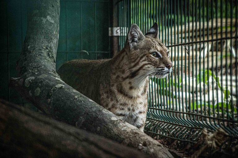 México 9 - El lince despierta el interés de los cazadores para su comercialización - Foto Lizeth Ovando