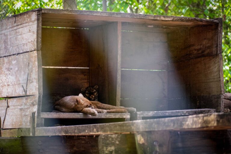 Guatemala 2 - Dos felinos duermen instalaciones de Arcas - Foto Christian Gutiérrez