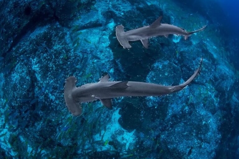 Tiburones martillo nadando