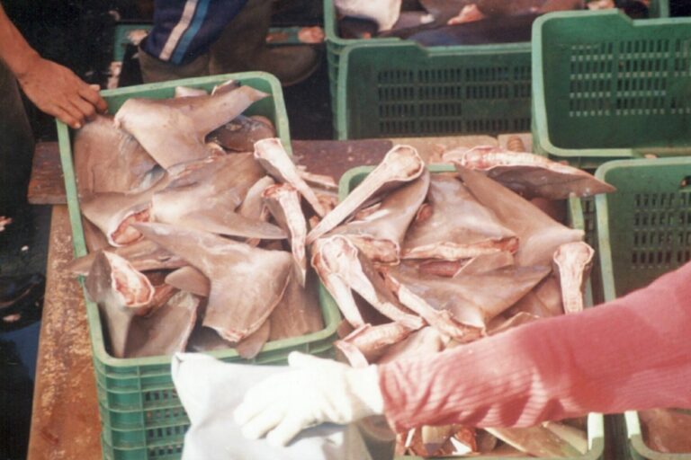 Aletas de tiburón en puerto de Costa Rica