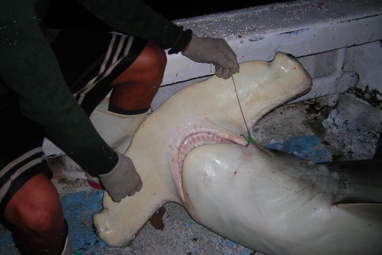 Pesca de tiburón martillo en Costa Rica