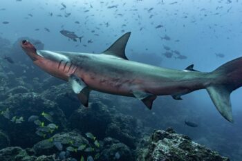 Tiburones martillo nadando