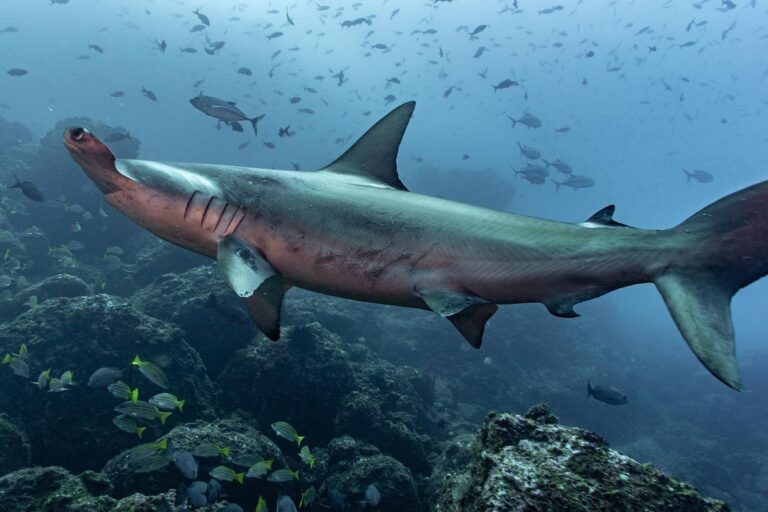Tiburones martillo nadando