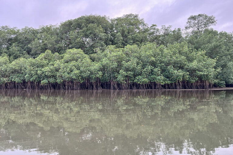 Colombia 6 - bosques manglar pacífico - Foto Laila Abu Shihab Vergara