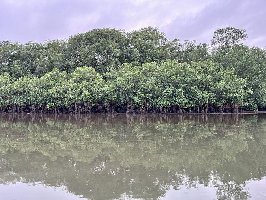 Colombia 6 - bosques manglar pacífico - Foto Laila Abu Shihab Vergara