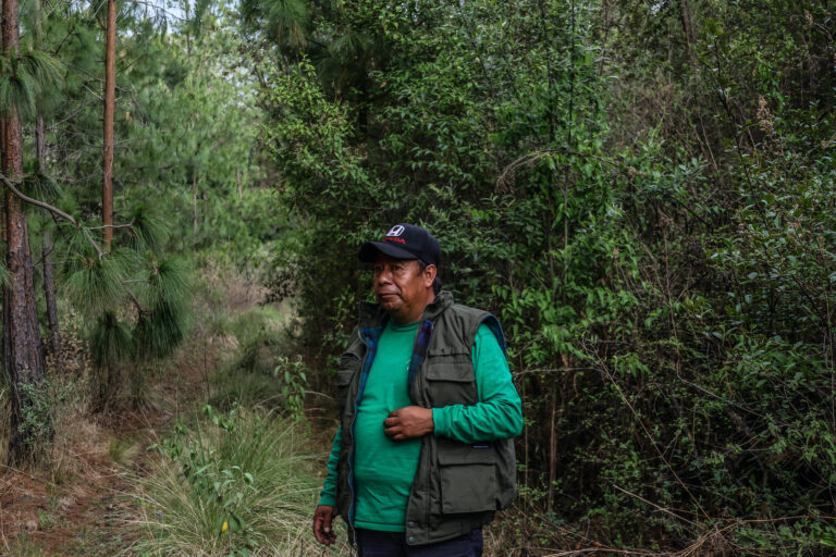 Raymundo Cahuantzi camina por una de las áreas forestales que lograron salvarse de la plaga del escarabajo descortezador. Foto: Ginnette Riquelme