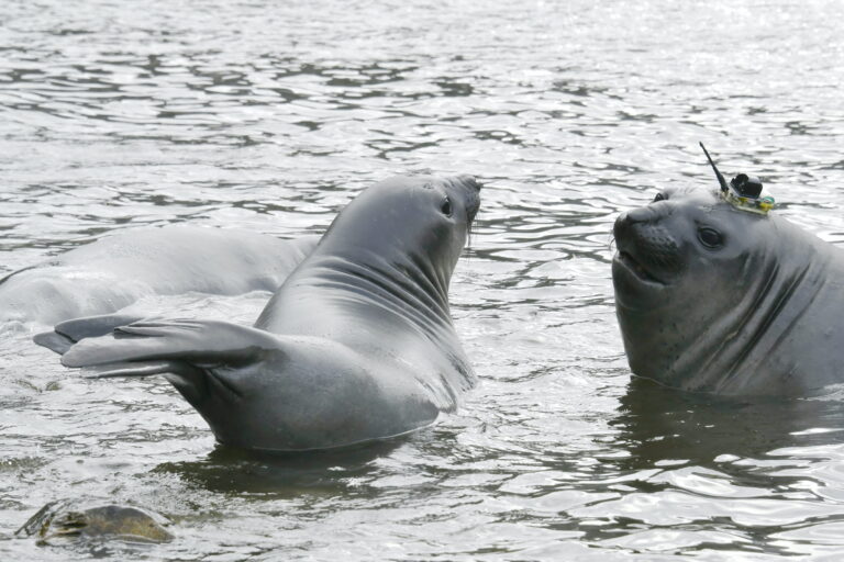 Elefantes marinos con transmisores satelitales en Bahía Jackson. Foto: Cortesía Maritza Sepúlveda