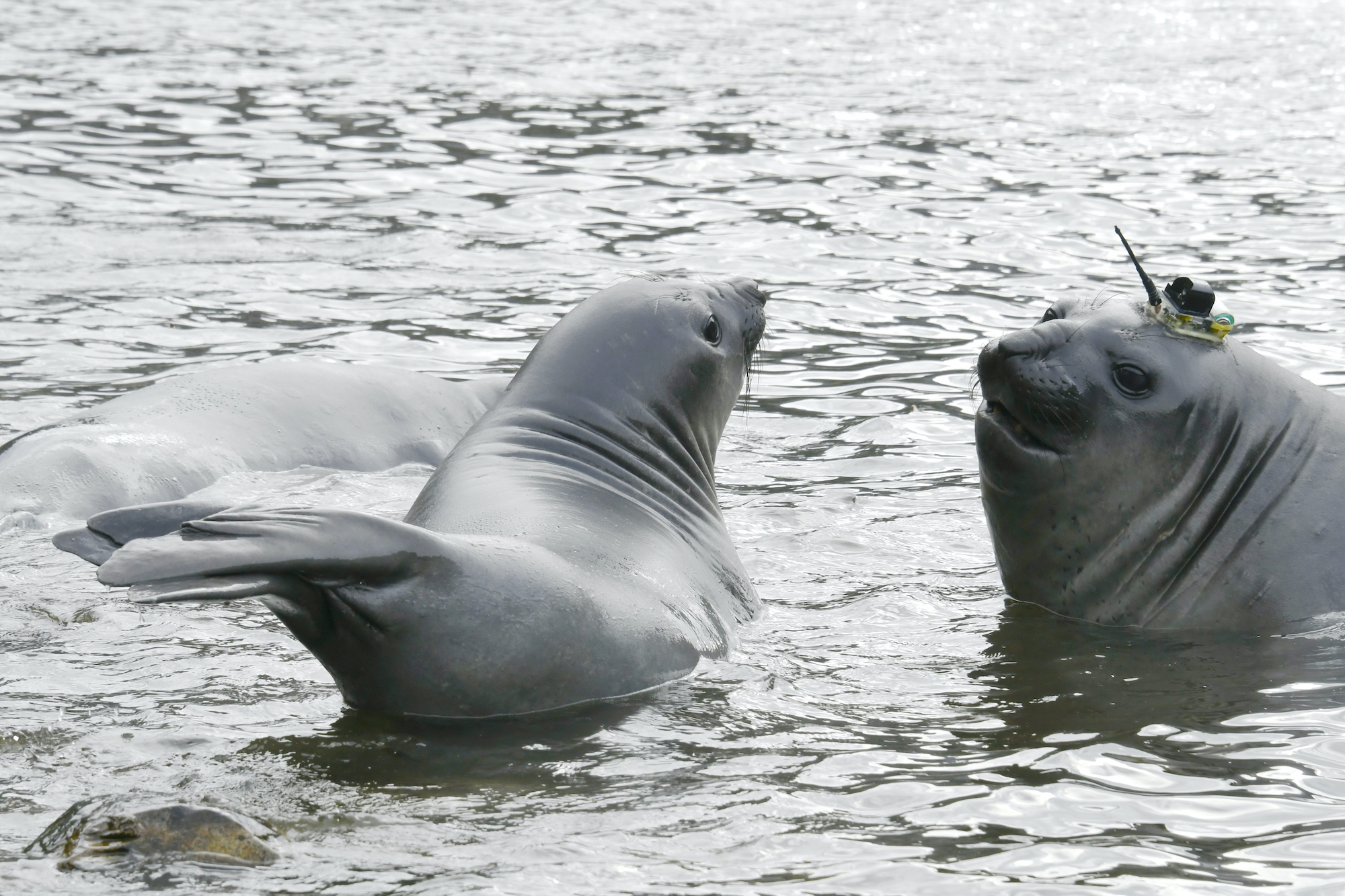 Elefantes marinos con transmisores satelitales en Bahía Jackson. Foto: Cortesía Maritza Sepúlveda