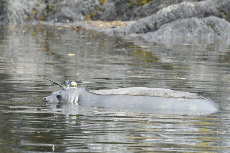 Elefante marino con transmisor satelital en bahía Jackson. Foto: Cortesía Maritza Sepúlveda