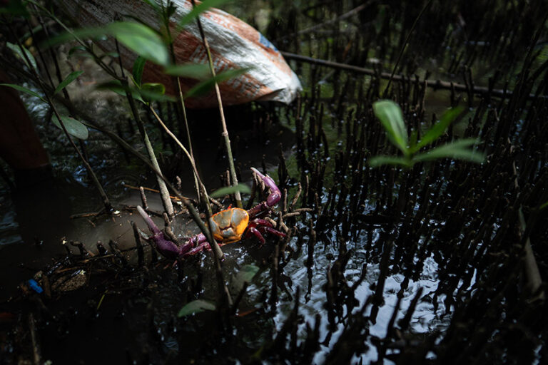 La especie que las mujeres cangrejeras recolectan es el Cangrejo nazareno y se encuentra entre las zonas inundadas de los manglares. Foto: Emmanuel Andrés