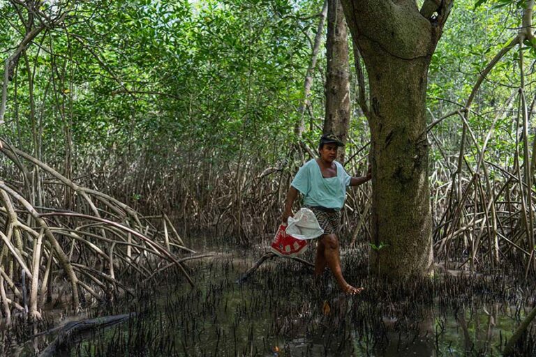 El manglar es el ecosistema donde habita el Cangrejo nazareno y donde Gima Ruiz los recolecta. Foto: Emmanuel Andrés