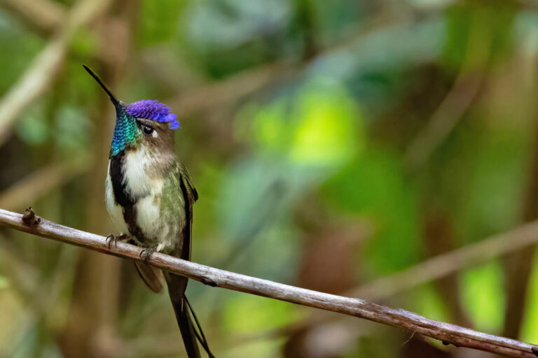 el colibrí cola de espátula se encuentra casi amenazado por la UICN, pero los científicos consideran que no corresponde a esta categoría por la gran pérdida de bosque que lo convierte en una especie aún más amenazada. Foto: cortesía Andrés Gálvez - Landes