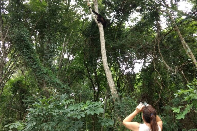 Bióloga observando a mono aullador sobre un árbol