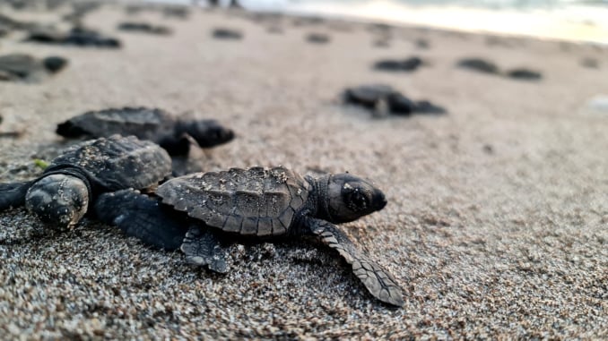 Las tortugas recién eclosionadas hacen reconocimiento y mapeo de una zona segura a la que pueden regresar. Foto cortesía: Centro de Conservación de la Tortuga Golfina / ASPROTOGOLVE