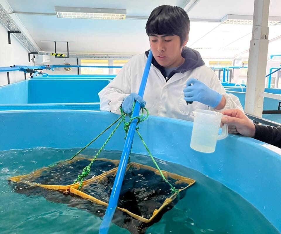 Estudiante de acuicultura del Liceo Politécnico Pesquero - Mehuín realizando seguimiento a los choro zapato en el criadero. Foto: cortesía Fabiola Chomalí