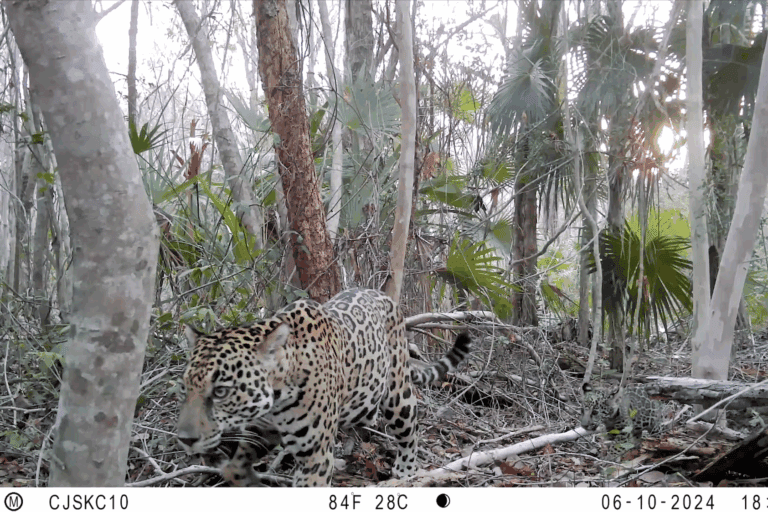 Jaguar con sus crías en cámara trampa