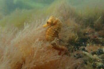 Hippocampus patagonicus. Foto: cortesía de Diego Luzzatto