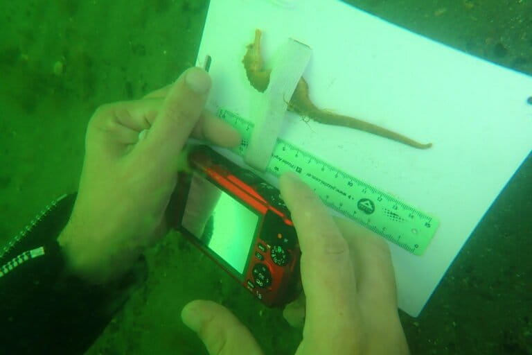 Con elementos sencillos, Diego Luzzatto encontró una técnica efectiva y poco invasiva para obtener mediciones precisas de estos peces. Foto: cortesía de Diego Luzzatto