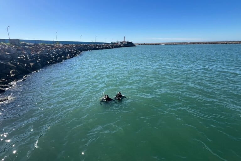 Todos los meses los buzos y científicos del Museo de Ciencias Naturales se sumergen en las profundidades de la escollera norte del puerto de Mar del Plata. Ahí se encuentran algunas de las poblaciones de caballitos de mar patagónicos. Foto: cortesía de Gabriela Pujol