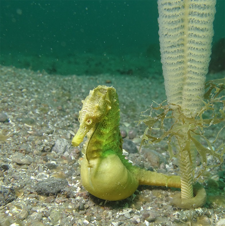 Los caballitos de mar se sujetan con su cola prensil a corales, pastos marinos u otras estructuras para evitar ser arrastrados por las corrientes. Foto: cortesía de Gerardo Aguayo