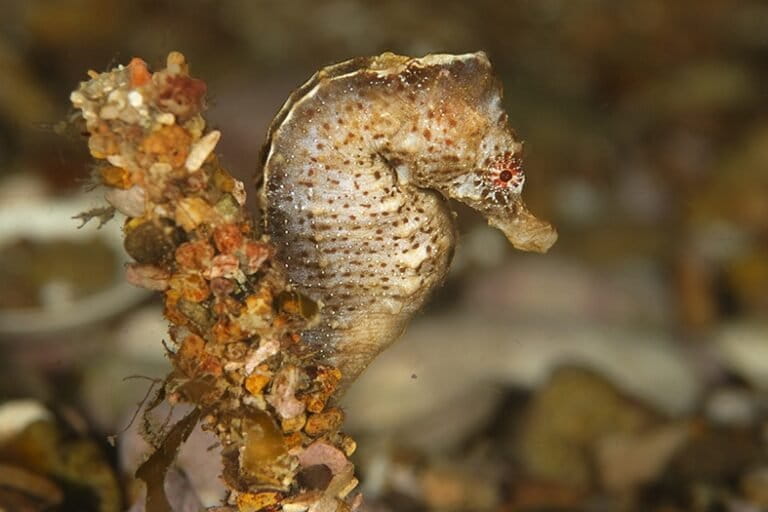 Como todos los miembros del género Hippocampus y la familia Syngnathidae, esta especie no posee escamas. Su cuerpo está cubierto por placas o anillos rígidos que lo protegen pero restringen sus movimientos. Foto: cortesía de Gerardo Aguayo