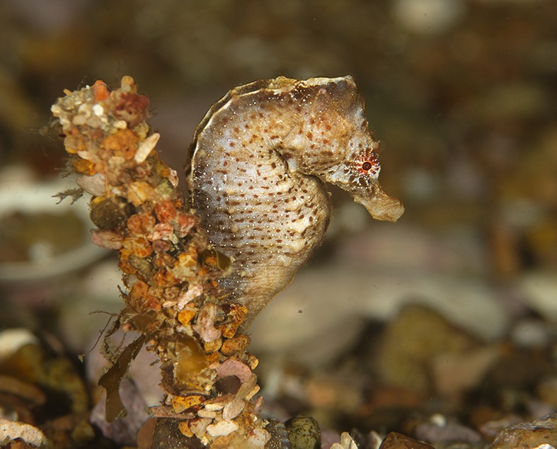 Como todos los miembros del género Hippocampus y la familia Syngnathidae, esta especie no posee escamas. Su cuerpo está cubierto por placas o anillos rígidos que lo protegen pero restringen sus movimientos. Foto: cortesía de Gerardo Aguayo