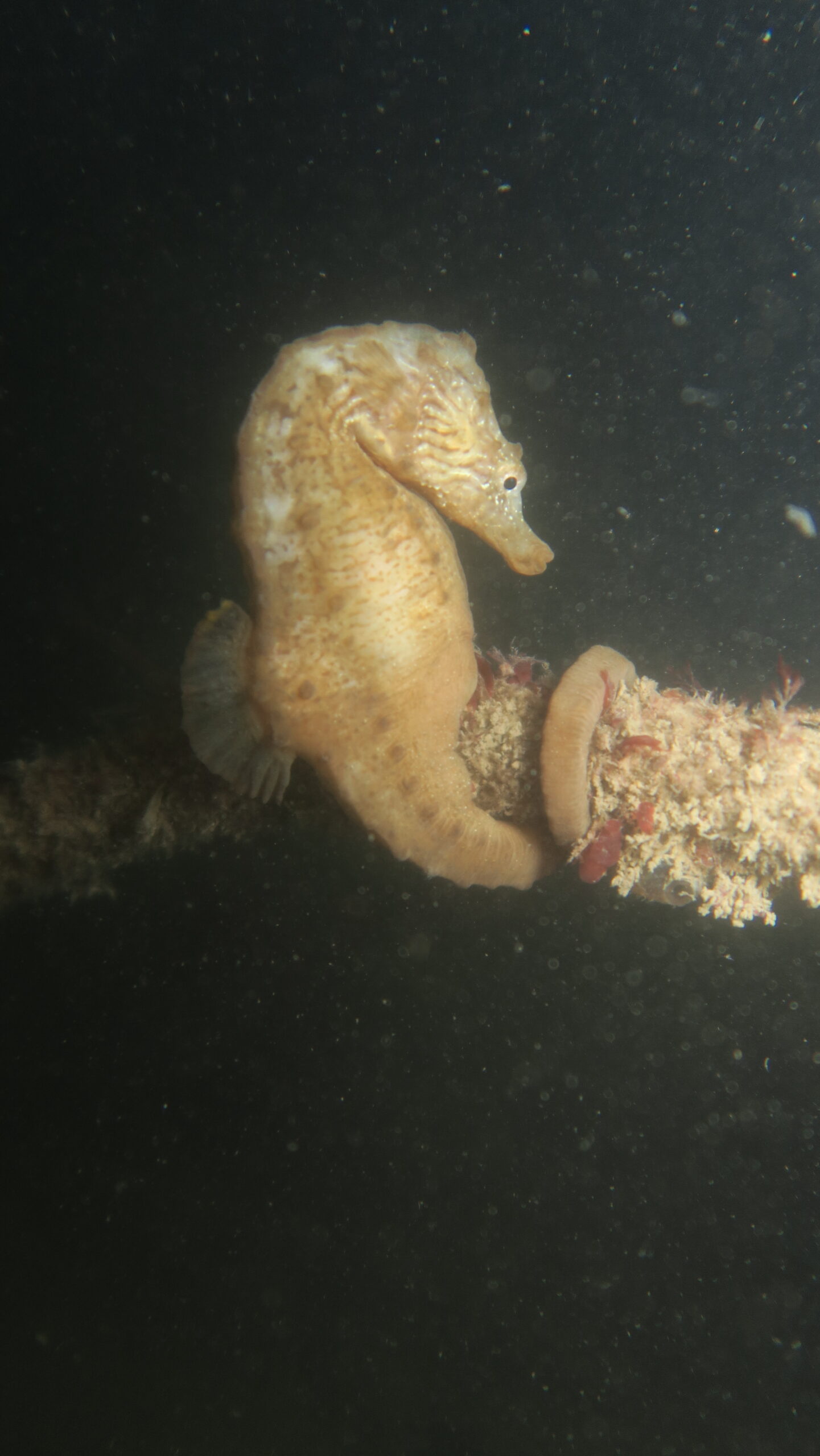 Los caballitos de mar evitan que las corrientes los arrastren al aferrarse con sus colas prénsiles a objetos o plantas. Foto: cortesía de Carlos Brelles