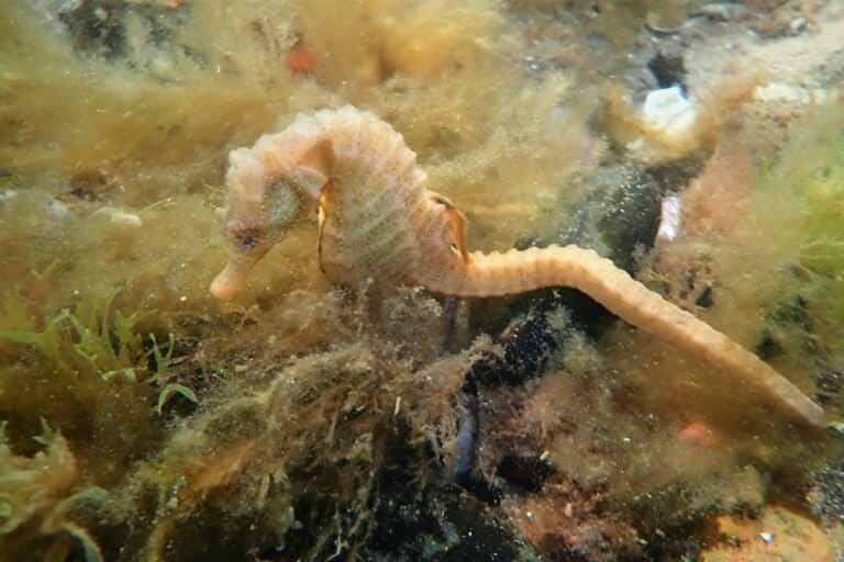 Los caballitos de mar patagónicos tienen buena parte de sus poblaciones cerca de Mar del Plata y San Antonio Oeste. Foto: cortesía de Diego Luzzatto