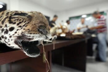 Según la responsable del Departamento de Biodiversidad de la Gobernación, lo incautado implica que alrededor de 54 animales de las reservas valiosas que hay en el país fueron extraídos ilegalmente. Foto: El Deber.