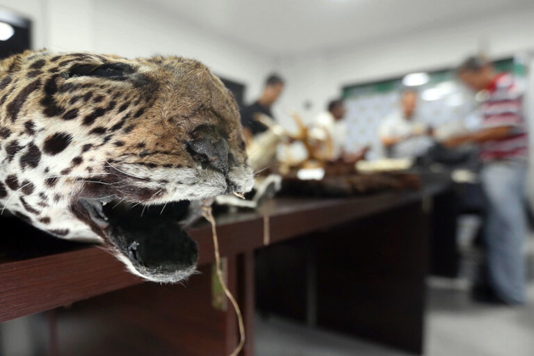 Según la responsable del Departamento de Biodiversidad de la Gobernación, lo incautado implica que alrededor de 54 animales de las reservas valiosas que hay en el país fueron extraídos ilegalmente. Foto: El Deber.