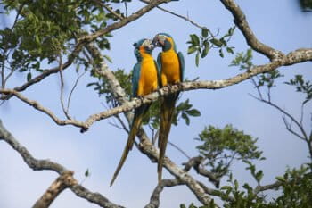 Las parabas barba azul están catalogadas como un especie en extinción crítica. Foto: cortesía Asociación Armonía