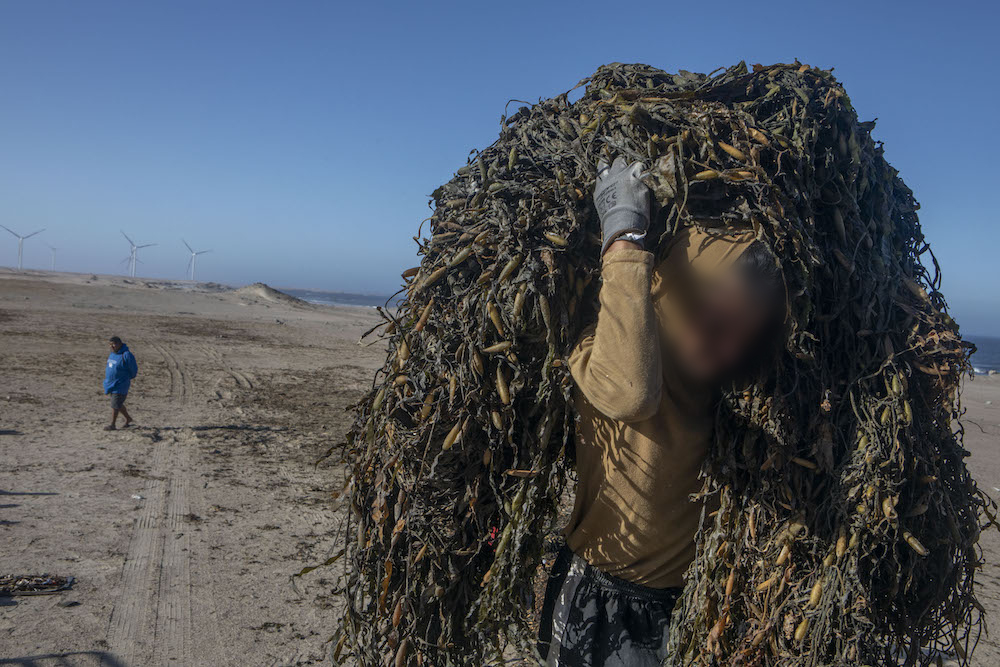 Los recolectores de algas de Paracas y Ocucaje cuentan que han recibido amenazas de muerte de dirigentes de asociaciones vecinas. Foto: Marco Garro