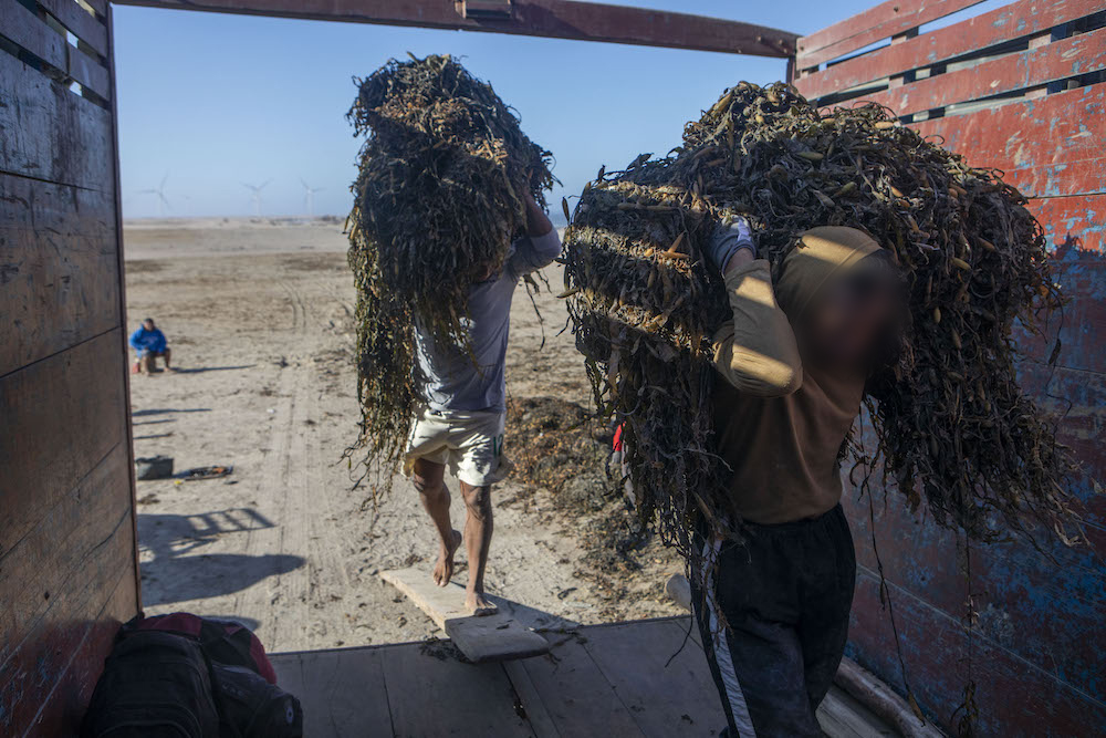 En 2016, el mismo Ministerio de la Producción eliminó la figura de procesamiento artesanal y estableció que esta actividad es industrial. Foto: Marco Garro