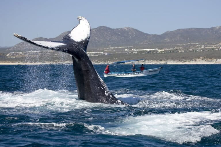 Ballena en santuario del norte de México