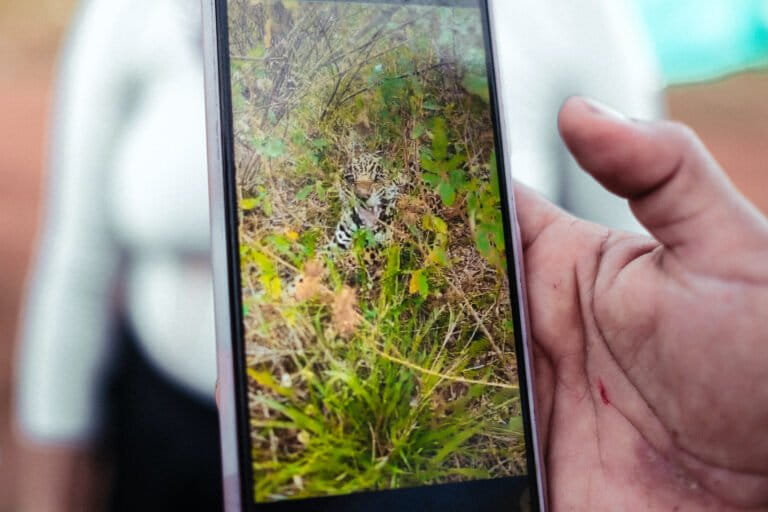 Jaguar captado por una cámara trampa instalada por la comunidad campesina de los Llanos del Yarí. Foto: cortesía Sergio Alejandro Melgarejo García / @alejovisuals