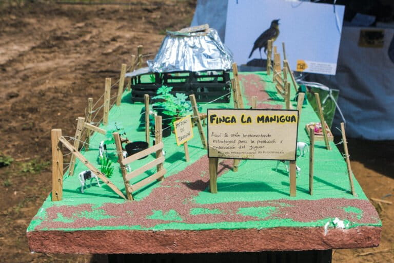En predios piloto de los Llanos del Yarí, la división de potreros y la instalación de cercas eléctricas han permitido reducir a cero los ataques de jaguar al ganado. Foto: cortesía Sergio Alejandro Melgarejo García / @alejovisuals