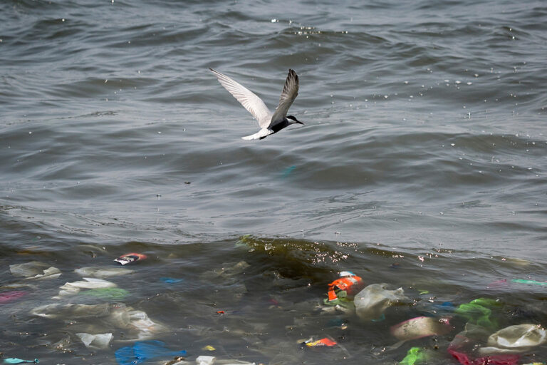 En el marco de la celebración del día Mundial del Medio Ambiente, el cuál este año según la Organización de las Naciones Unidas se denominó: Soluciones a la contaminación por plástico, Greenpeace se une al llamado sobre la importancia de detener una producción desmedida y apoya el Tratado Global de Plásticos.