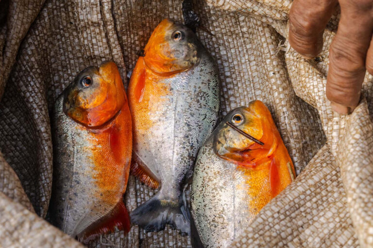 Tres pirañas rojas (Pygocentrus nattereris) capturadas durante una jornada de pesca en el Resguardo Indígena Mocagua en Amazonas. Foto: ©Luis Bernardo Cano/FZS