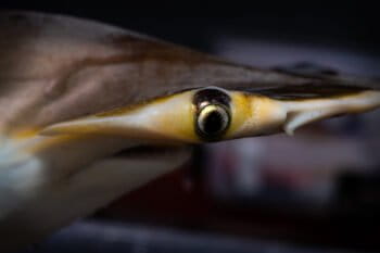 ¿Cómo protegen al tiburón martillo más pequeño del mundo en Colombia?