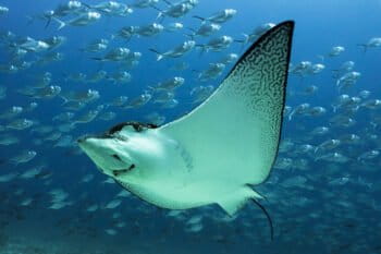 Raya águila manchada (Aetobatus narinari) nadando cerca del fondo del océano cerca de la Isla Darwin, en las Islas Galápagos. Foto: Daniel Versteeg / WWF.