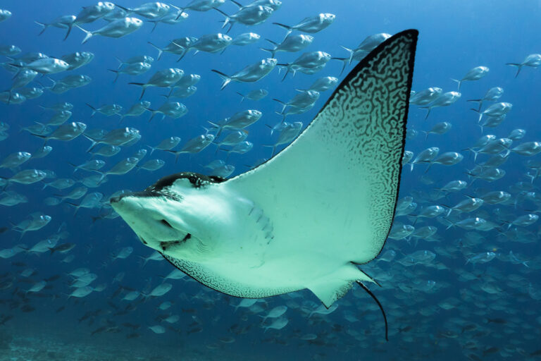 Raya águila manchada (Aetobatus narinari) nadando cerca del fondo del océano cerca de la Isla Darwin, en las Islas Galápagos. Foto: Daniel Versteeg / WWF.