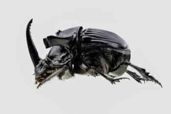 El Coprophanaeus Stellamont se encuentra al tope de la cadena trófica. Foto: cortesía Elena Chaboteaux